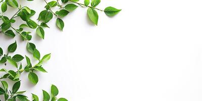 AI generated Green plant leaves and vines on a white background with copy space. Greenery, nature, growth concept, graphic design resource element photo