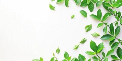 AI generated Green plant leaves and vines on a white background with copy space. Greenery, nature, growth concept, graphic design resource element photo