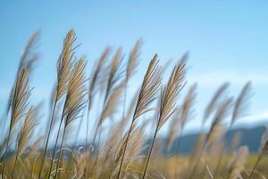 ai generado un manojo de alto césped soplo en el viento foto