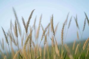 ai generado un manojo de alto césped soplo en el viento foto