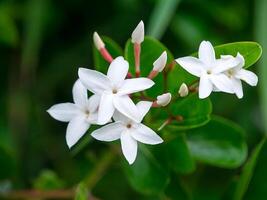 Close up of Carissa carandas flower. photo