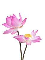 Close up pink lotus flower. photo