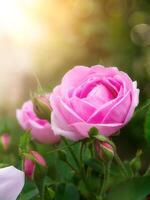 pink of Damask Rose flower. photo