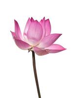 Close up pink lotus flower. photo