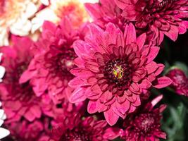 Close up Chrysanthemum flower. photo