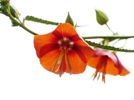 Orange Pentapetes phoenicea flower. photo