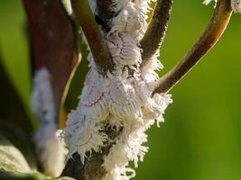 Mealy bug on branch. photo