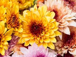 Close up Chrysanthemum flower. photo