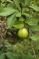 Green Guava with leaves on tree. photo