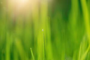 Green leaf of rice plant in rice field photo