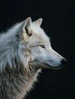 AI generated Arctic wolf on black background photo