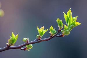 ai generado nuevo primavera dispara en un árbol rama foto