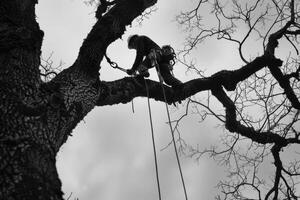 ai generado arbolista trabajando a altura en árbol. foto