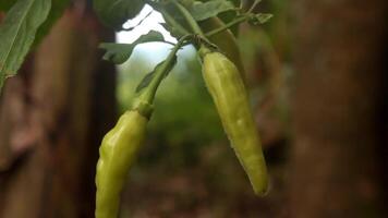 Yellow curly chilies that are poorly maintained are exposed to pests. video