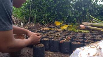 Magelang,Indonesi.02-02-2024.soil container in plastic to grow duran fruit. video