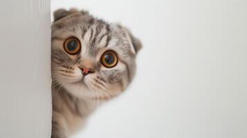 AI generated Scottish Fold car peeking around corner 4 photo