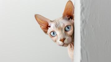 AI generated Sphynx Cat peeking around corner photo