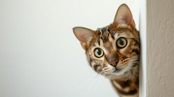 AI generated Bengal cat peeking corner 3 photo