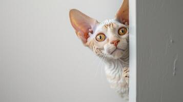 AI generated Devon Rex cat peeking around corner photo