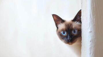 AI generated Siamese cat peeking around corner 7 photo