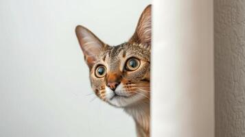 AI generated Oriental Shorthair cat peeking around corner 3 photo