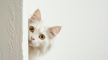 AI generated Turkish Angora cat Peeking around corner 2 photo