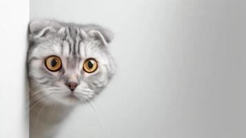 AI generated Scottish Fold car peeking around corner photo