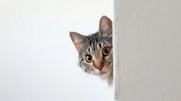 AI generated American shorthair cat peeking photo