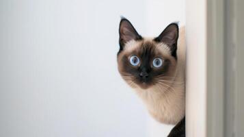 AI generated Siamese cat peeking around corner 3 photo