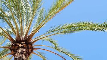 schön Grün Palme Blätter winken im das Wind auf Blau Himmel Hintergrund Unterseite oben Aussicht video