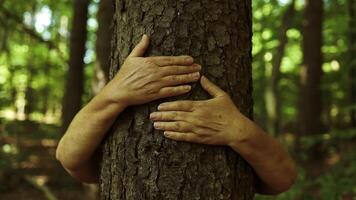 detailopname vrouw handen knuffelen boom in een zomer Woud, genieten natuur. natuur behoud, milieu bescherming. liefde van natuur. video