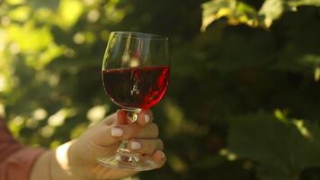 Jeune femme avec rouge du vin verre permanent sur le magnifique vignoble pendant le le coucher du soleil. vignoble champ. du vin dégustation dans Extérieur vignoble. grain de raisin production video