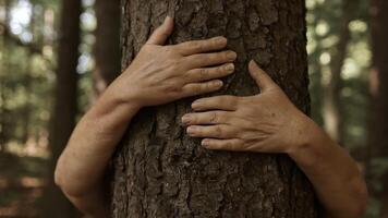 knuffelen bomen naar ondersteuning natuur. volwassen senior Jaren 60 vrouw staan achter en geven een knuffel naar de oud boom in de Woud video