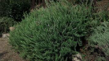 Fresh Rosemary Herb grow outdoor. Rosemary plant outdoor countryside video