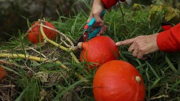 mujer jardinero cortes un grande maduro calabaza desde el hojas con tijeras o podador en su jardín. otoño cosecha. vitaminas video