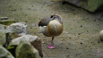 video van Egyptische gans in dierentuin