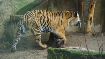 Video of Sumatran tiger in zoo