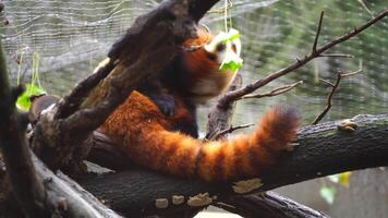 video di rosso panda nel zoo