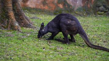 video van oostelijk wallaroo in dierentuin