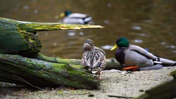 vidéo de colvert dans zoo video