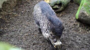 vidéo de visayan verruqueux porc video