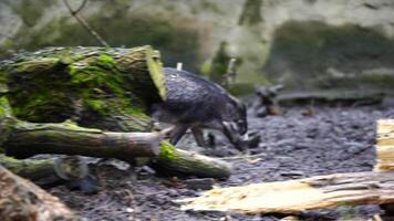 Video of Visayan warty pig