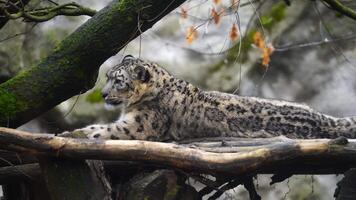 vidéo de neige léopard dans zoo video