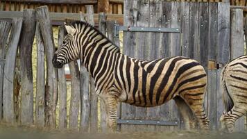 vídeo do Burchell's zebra dentro jardim zoológico video