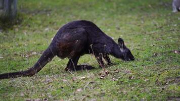 Video of Eastern Wallaroo in zoo