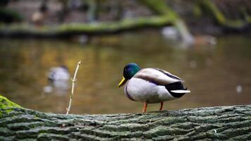 video van wilde eend in dierentuin