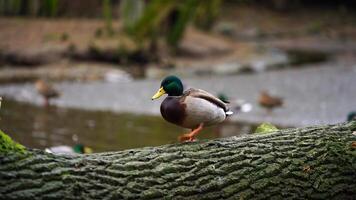 video van wilde eend in dierentuin