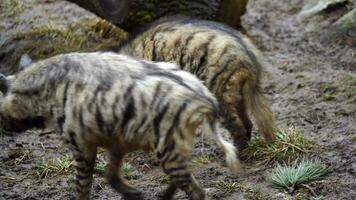 video van Arabisch gestreept hyena