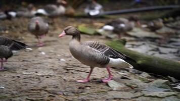 vídeo do greylag Ganso dentro jardim zoológico video