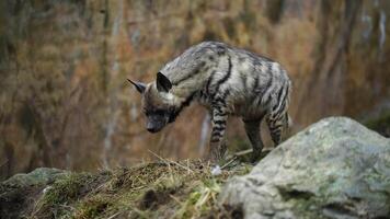 Video of Arabian striped hyaena